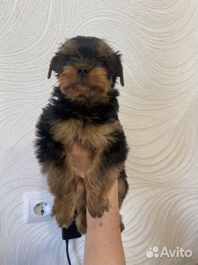 Йоркширский терьер щенки