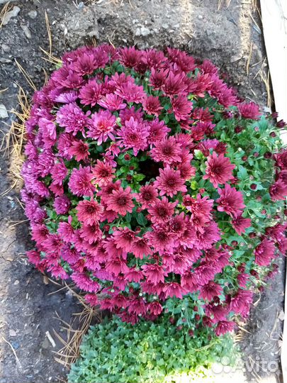 Черенки хризантемы мультифлора