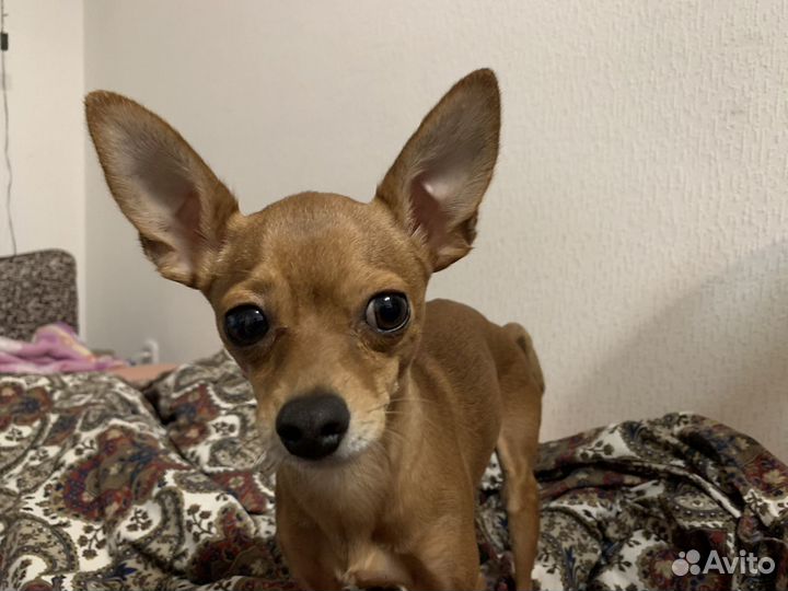 Передержка собак