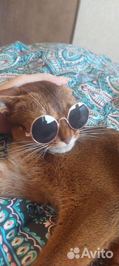 Абиссинская кошка
