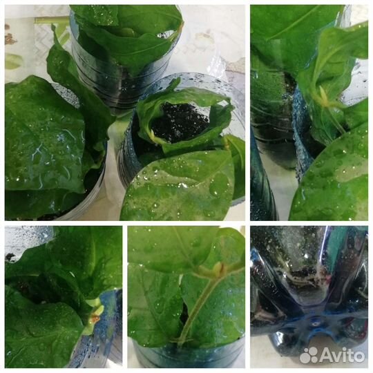 Жасмин Самбак комнатная лиана