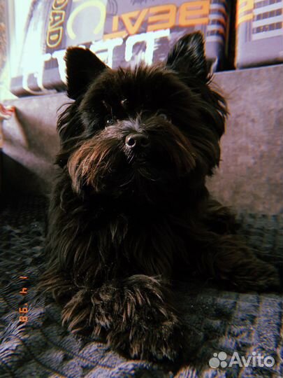 Йоркширский терьер вязка