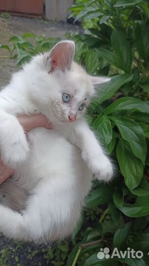 Отдам в добрые руки котят