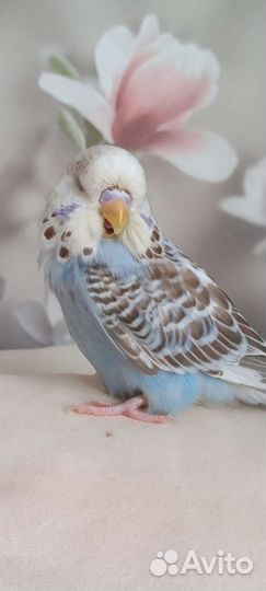 Волнистый попугай ввп чех