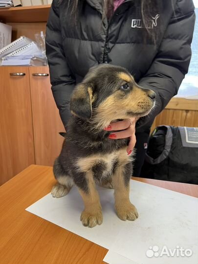 Девочка в добрые руки отдам бесплатно