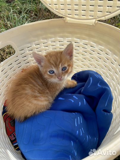 Котик мальчик