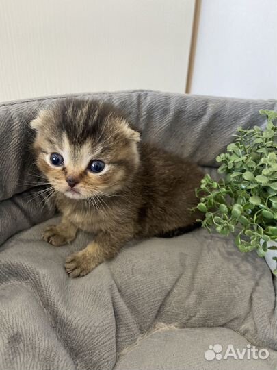 Шотландские котята