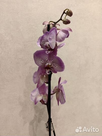 Орхидея фаленопсис