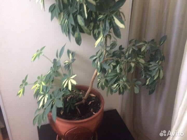 Цветы комнатные напольные