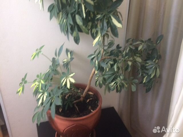 Цветы комнатные напольные