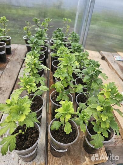 Хризантемы мультифлора