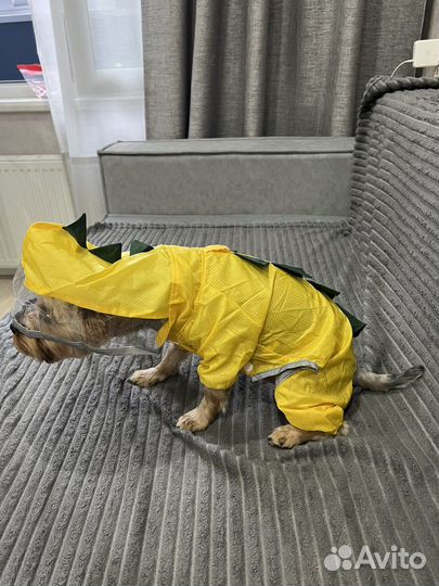 Дождевик для маленькой собаки