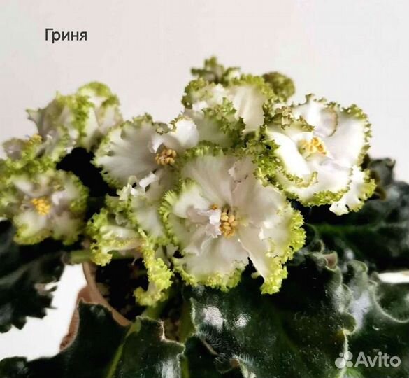 Сортовые фиалки, отправка почтой с мая по сентябрь