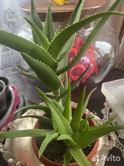 Герань садовая. Пеларгония. Цветок