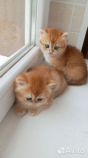 Котята золотая шиншилла
