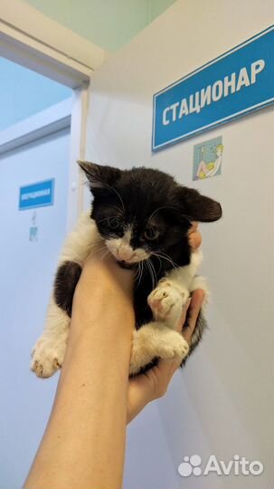 Котята в добрые руки мальчики