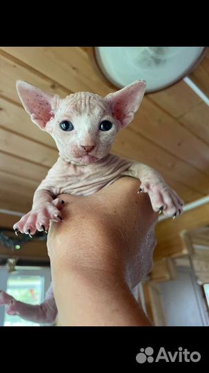 Канадский сфинкс