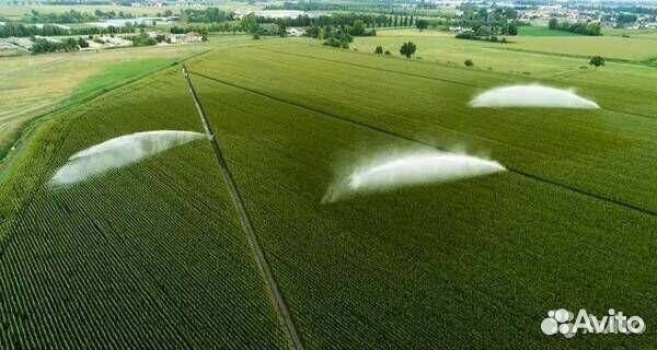 Ищу Инвесторов в чеснок под 40 процентов годовых