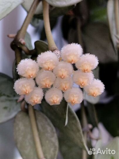 Хойя лакуноза Эскимо Сплэш