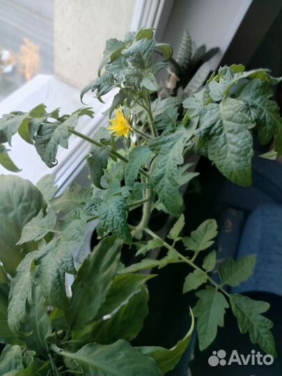 Рассада помидор и перцев