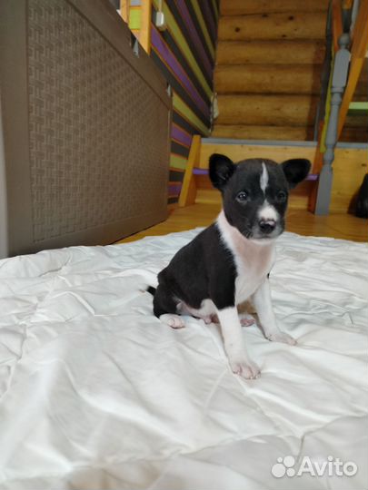 Щенки басенджи