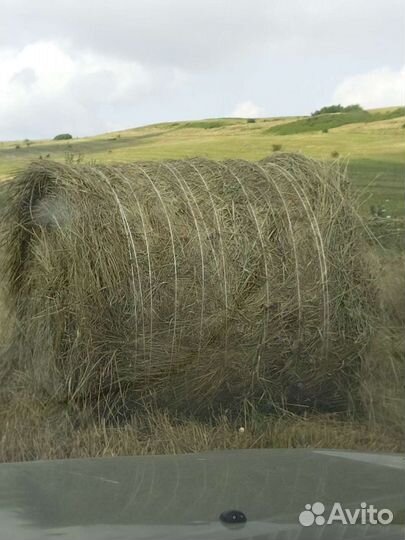 Сено с поля