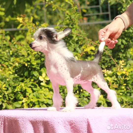 Китайская хохлатая. Настоящие. Голые щенки