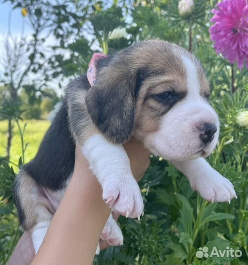 Щенки бигль