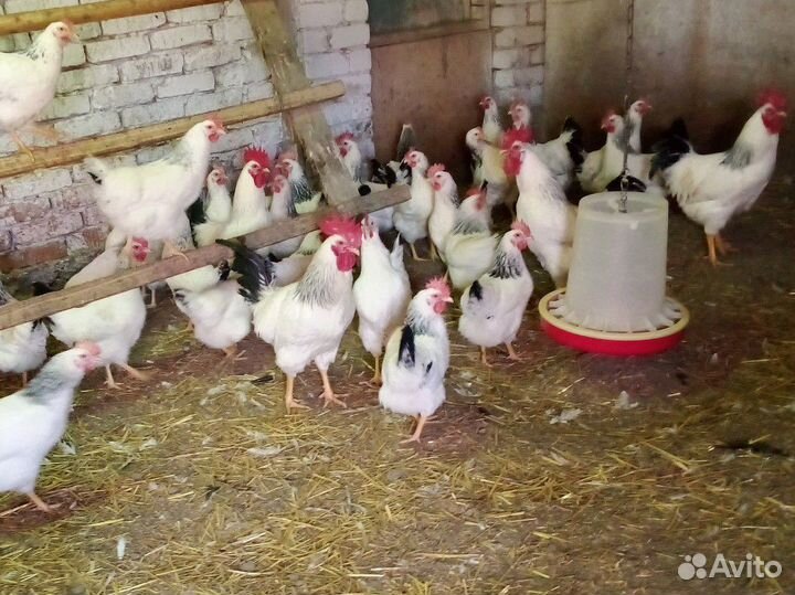 Инкубационное яйцо