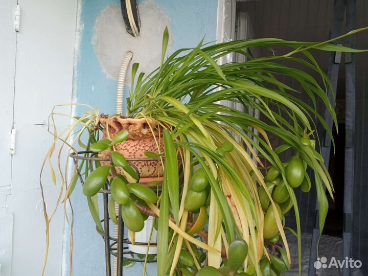 Горшок для цветов