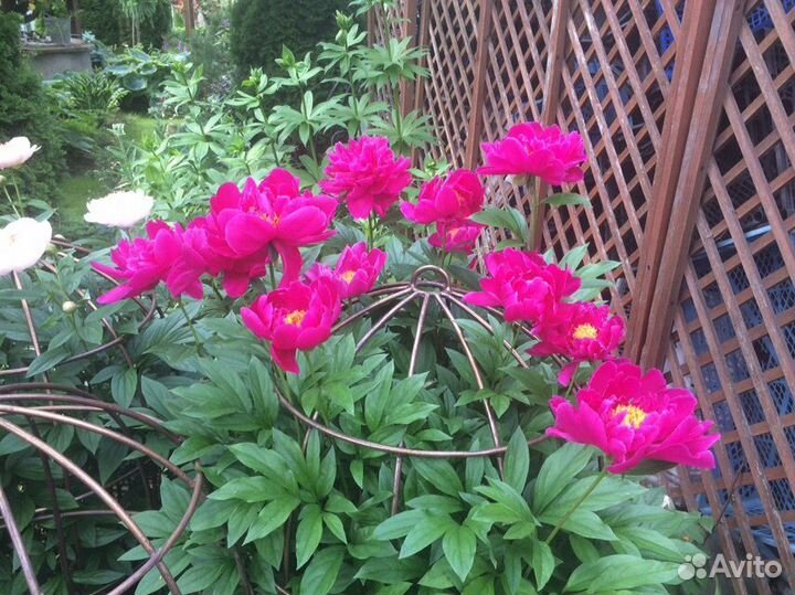 Корни пионов