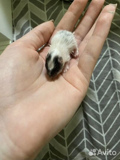 Сирийский хомяк бесплатно