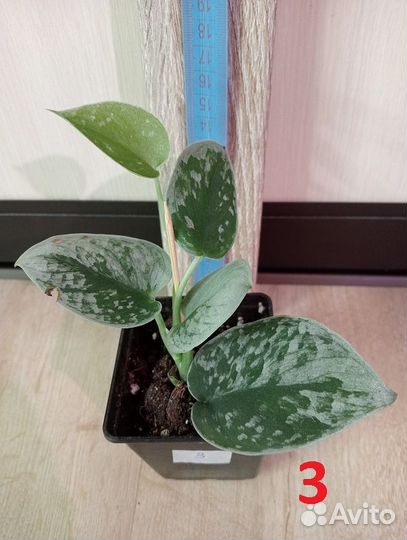 Комнатные растения разные, для дома и офиса