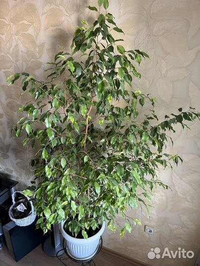 Фикус бенджамина большой