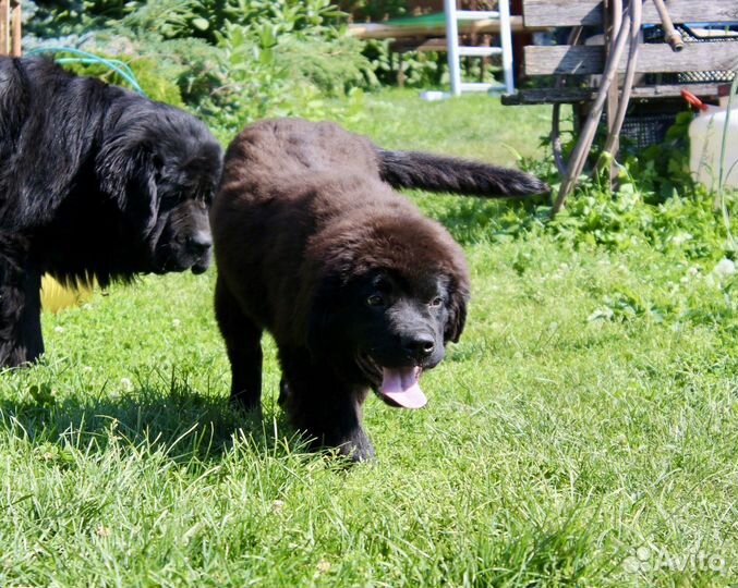 Девочка ньюфаундленд