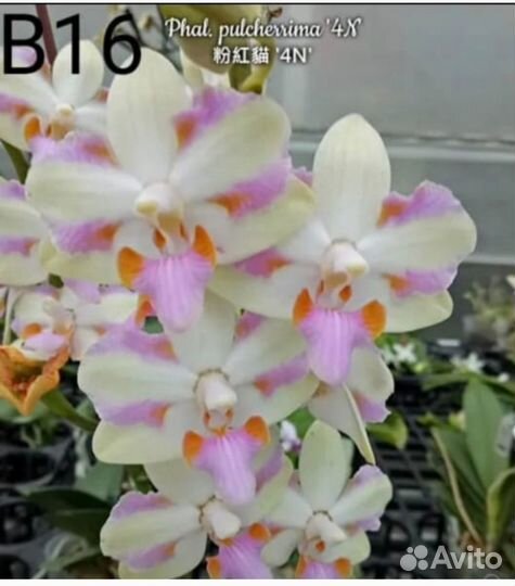 Орхидея фаленопсис