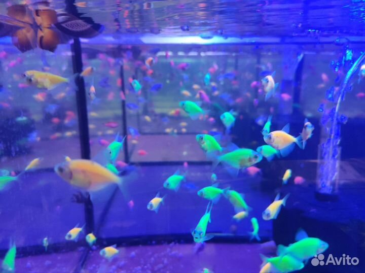 Аквариумные рыбки в ассортименте
