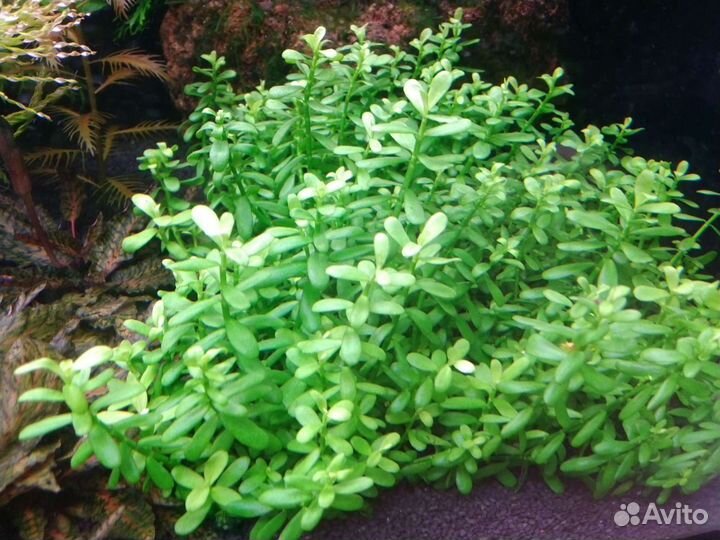Аквариумные растения