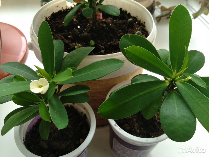 Молочай миля (белый)