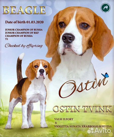 Бигль вязка