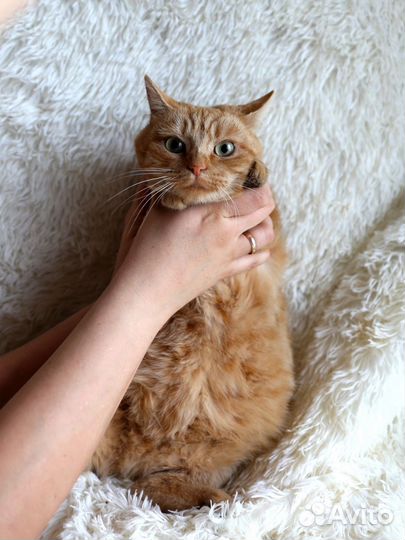 Рыжая кошка Злата 1 год