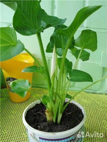 Калла белая эфиопская (Calla Aethiopica)