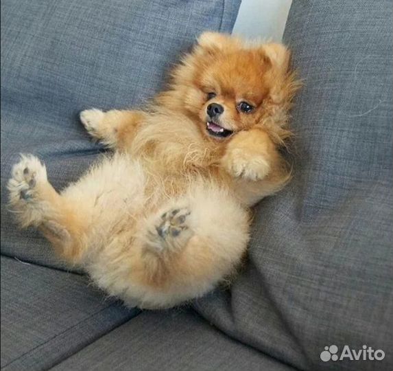 Мини гостиница для животных