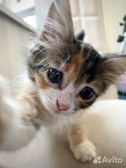 Котенок в самые добрые руки