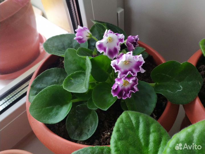 Сортовые фиалки