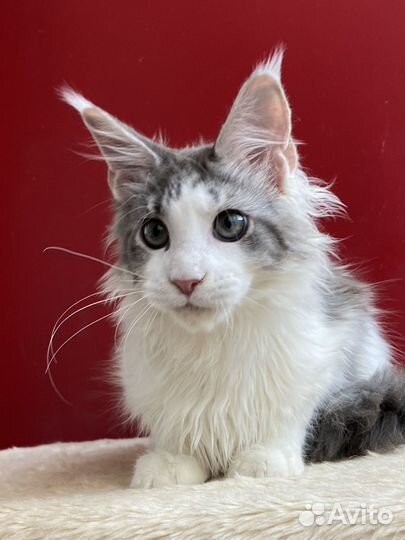 Котик мейн-кун