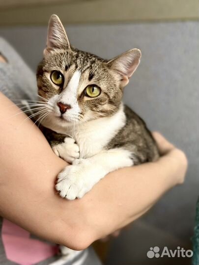 Красивая кошка