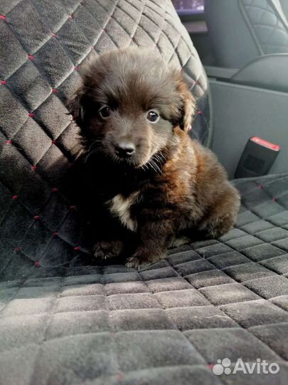 Щенок бесподобный Коротколапик, будет не высокой