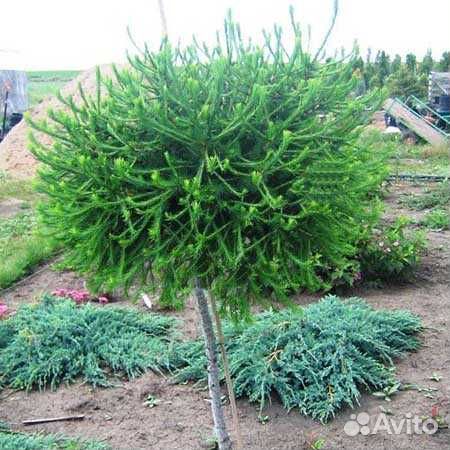 Лиственница японская пендула штамб