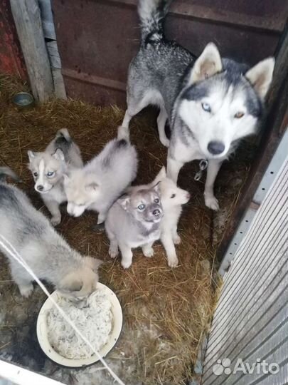Щенки хаски